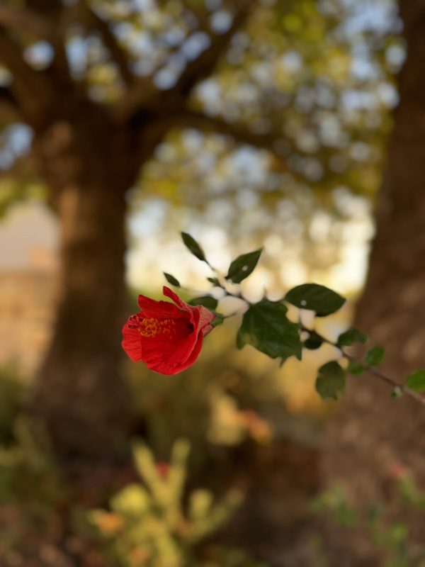 viber_image_2024-07-20_06-49-17-131